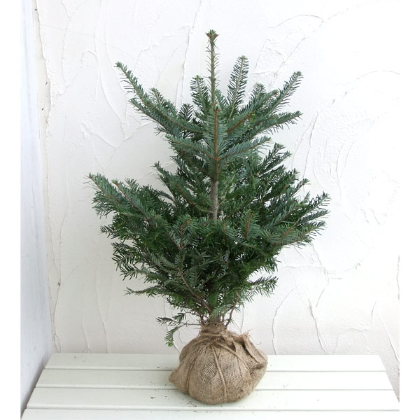 楽天市場】◇送料無料◇もみの木 苗 【ウラジロモミ】 約1.0m 根巻き苗