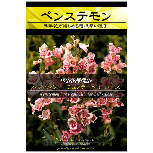 楽天市場 ペンステモン ローズ 春 秋まき 花タネ 園芸ネット プラス