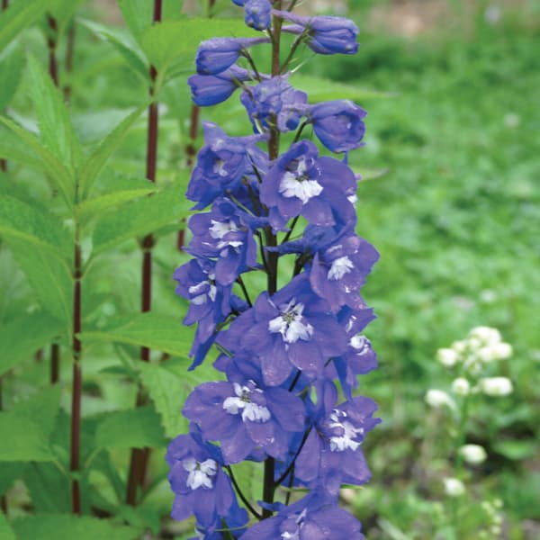 デルフィニウム デルフィニウム | オザキフラワーパーク | オザキフラワーパーク