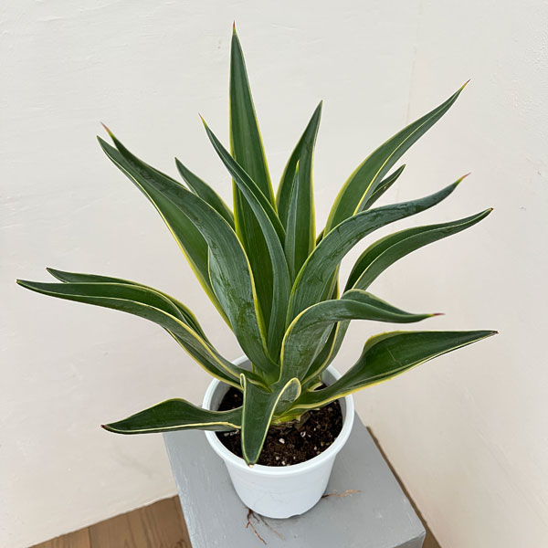 楽天市場】観葉植物・多肉植物 アガベ・ベネズエラ / 8寸・W70cm×H70cm