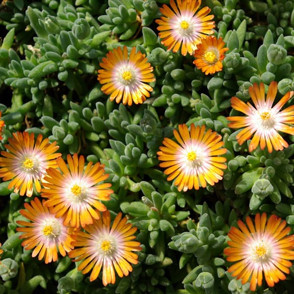 草花の苗 貨物輸送無料 耐寒マツバギク 黄沙の珠トパーズ色3号ポット24ストック揃い Collabforge Com