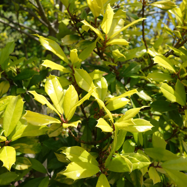 イレックス 花木 春の新芽が黄色葉で美しい柊 植木 花木 庭木の苗 送料無料 西洋ヒイラギ サニーフォスター5号ポット 8株セット 園芸ネット プラス