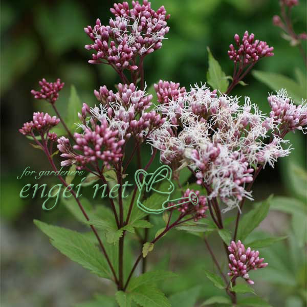 確認用　フジバカマ　斑入り　2ポット 斑入り 『フジバカマ』 | すべての商品 | | Junk sweet Garden