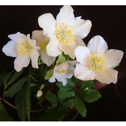 楽天市場 クリスマスローズ 原種系 ニゲルhgcパウロ4 5号ポット 園芸ネット プラス