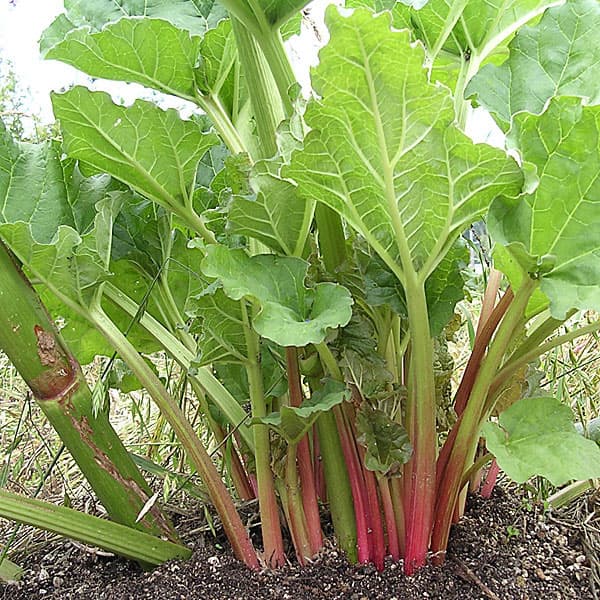 楽天市場 本日p2倍 ハーブ 苗 ルバーブ 苗木 ハーブティー ハーブガーデン 栽培キット 花苗 ガーデニング ドライハーブ セット 室内 プランター 寄せ植え ティーバッグ ハーブウォーター 乾燥 料理 プランター 家庭菜園 キット ハーブ苗のポタジェガーデン