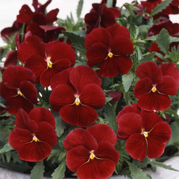 草花の苗 送料無料 パンジー 店舗