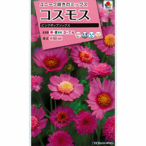 楽天市場 コスモス ピンクポップソックス タキイ 花タネ 園芸ネット プラス