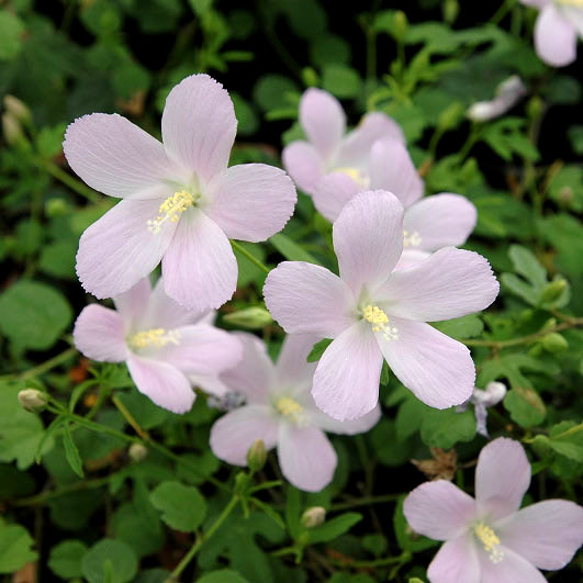 顕花植物の苗/ハイビスカス：ロバツス3号ポット 12株仕掛ける