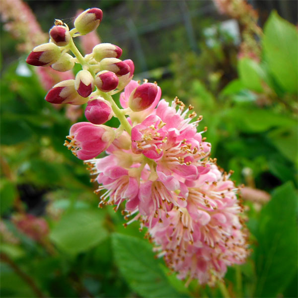 クリスマス特集22 花木 庭木の苗 アメリカリョウブ ルビースパイス4 4 5号ポット