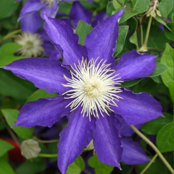 楽天市場】クレマチス 『 H.F.ヤング 』 ラヌギノーサ系・新旧枝