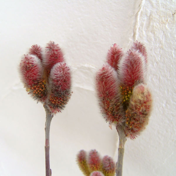 楽天市場】ネコヤナギ ピンクパールネコヤナギ 3寸ポット植え ねこ