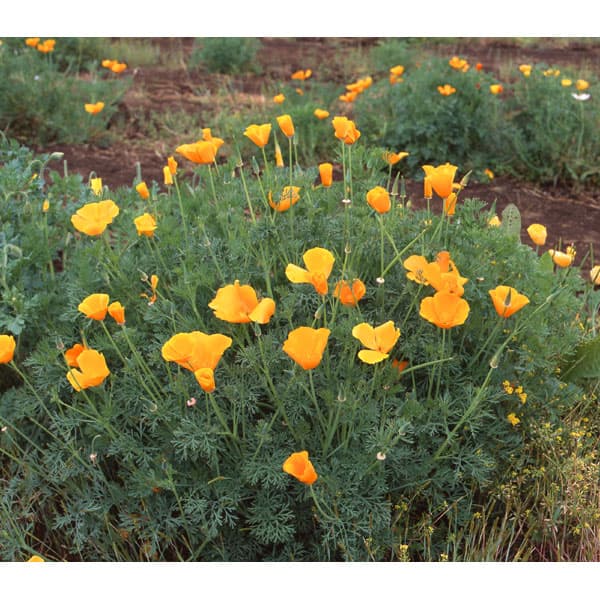 遠景働き掛けるアート ハナビシソウ500g 秋場血族タネ 花菱ドープカリフォルニアポピー 農林断念大地の雑草押し留めるに Bidbuyimporters Com