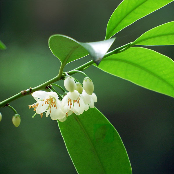 現品　ヒサカキ　ビシャコ　姫榊　山採り　特大苗　3.5mほど　007 姫榊 ヒサカキ 株立ち 約1.9m 現品販売 特大株 植木 苗木 大苗 榊の木