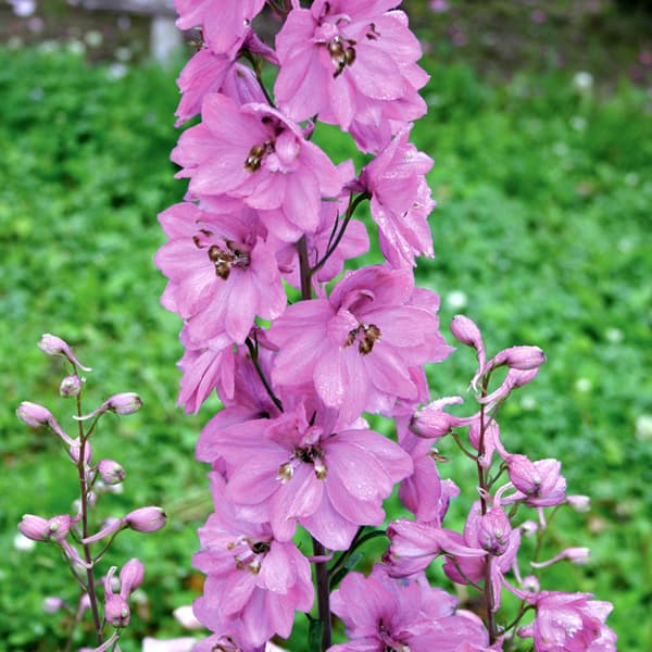 楽天市場】草花の苗/つる性アブチロン：チロリアンランプ3-3.5号ポット