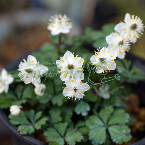 バイカオウレン ご確認用 バイカオウレン | Coptis quinquefolia | か