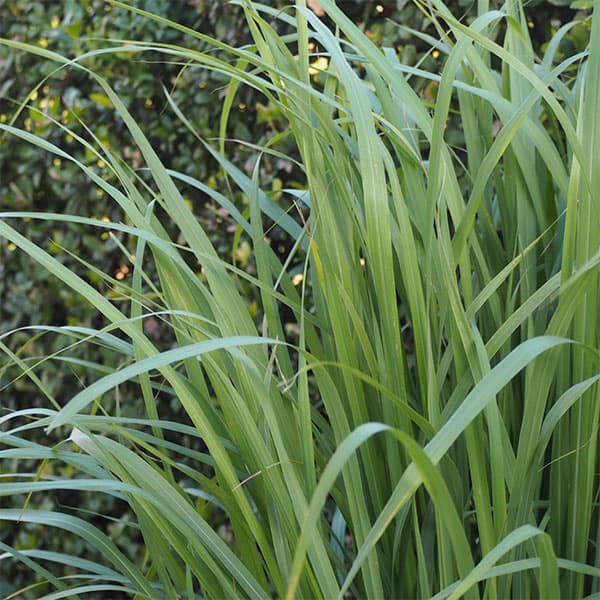 楽天市場 ハーブの苗 レモングラス3 3 5号ポット2株セット 園芸ネット プラス