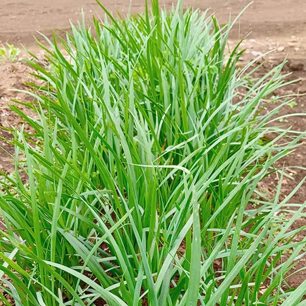 茶吉さんの専用ニラ苗 50本 家庭菜園 茶吉さんの専用