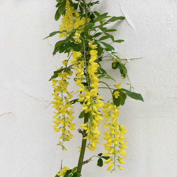 楽天市場】キングサリ 苗 【キングサリ （ボッシー）】 ポット苗