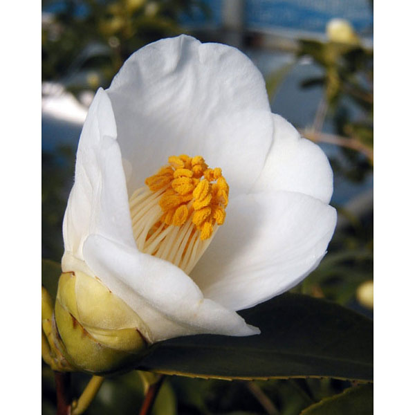 楽天市場】椿（ツバキ）白玉（シラタマ）4号ポット苗木（g07-2