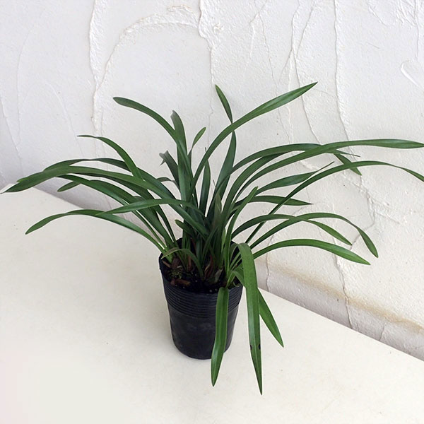 楽天市場】キンリョウヘン 金稜辺 原種 苗 4号鉢 ミツバチを集める oka