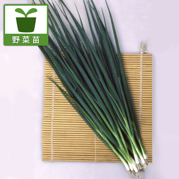 楽天市場】【京都伝統野菜】 ネギ（九条太：クジョウフトネギ