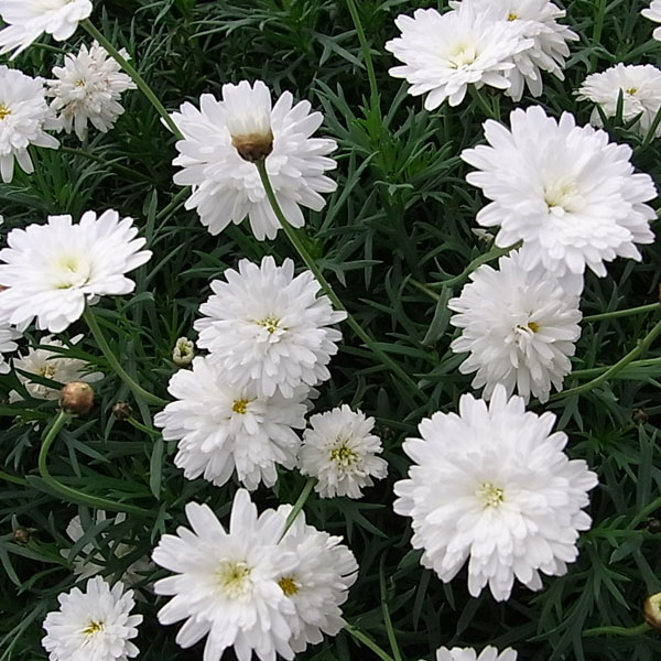 楽天市場 マーガレット モリンバ ミニホワイトダブル5号鉢植え 園芸ネット プラス