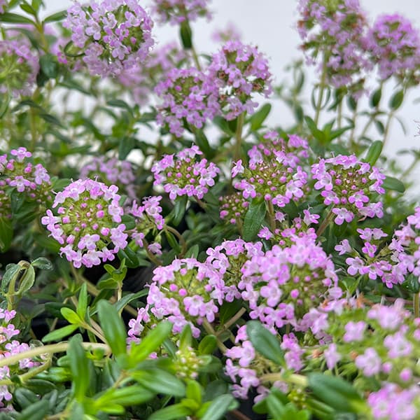 クリーピングローズ　アロマハーブ　根付き苗　3苗 クリーピングローズ アロマハーブ 根付き苗 3苗 クリーピングローズ