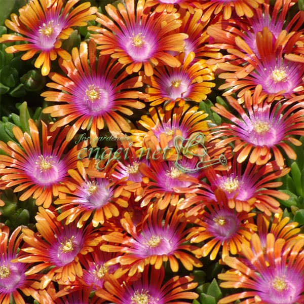 楽天市場】四季咲きマツバギク(デロスペルマ) 砂漠の宝石