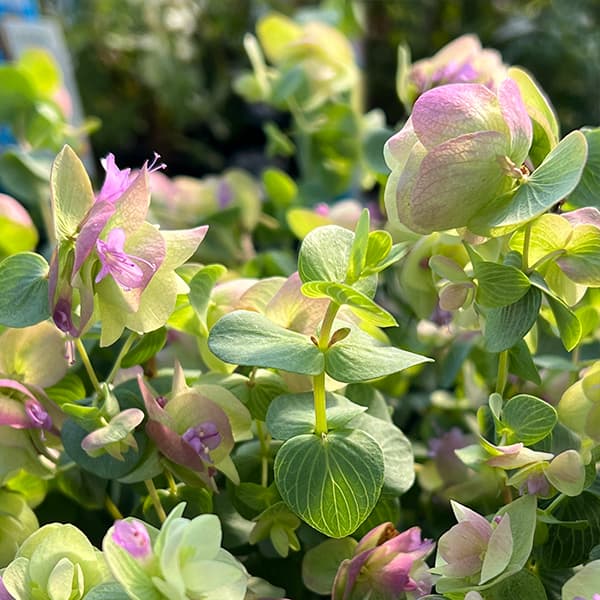 楽天市場】草花の苗/花オレガノ:ケントビューティー3号ポット2 楽天市場】草花の苗/花オレガノ:ケントビューティー3号ポット2