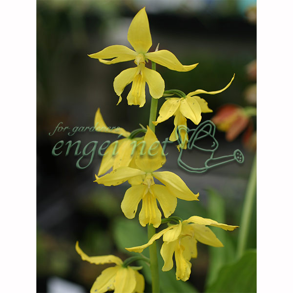 楽天市場】夏エビネ【開花見込株】9cmポット 海老根 野生蘭 山野草