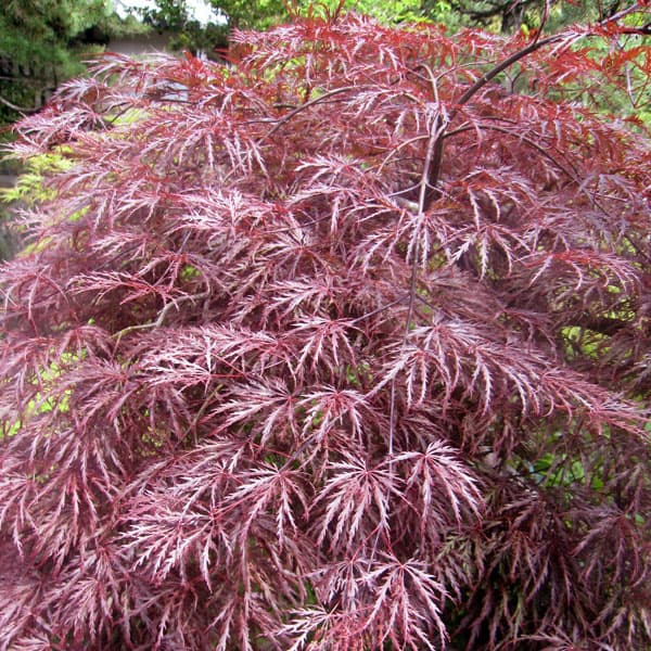 楽天市場】ベニシダレモミジ（紅枝垂れ紅葉） 4.5号 (e12) : 千草園芸
