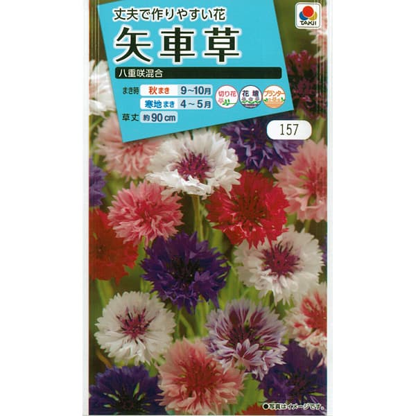 楽天市場 西洋松虫草 切り花用混合 花タネ 春 秋まき 園芸ネット プラス