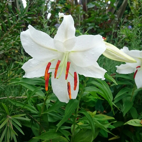 楽天市場】カサブランカ球根 特大球 球周24〜26cm : 千草園芸 楽天市場】カサブランカ球根 特大球 球周24〜26cm : 千草園芸