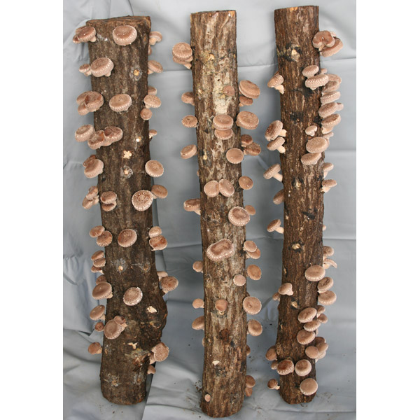 楽天市場】完熟ホダ木 ホダキング 90cm 4本セット【シイタケ栽培