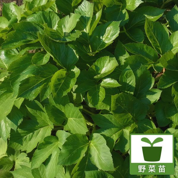 楽天市場】野菜の苗/アシタバ（明日葉）3号ポット2株セット