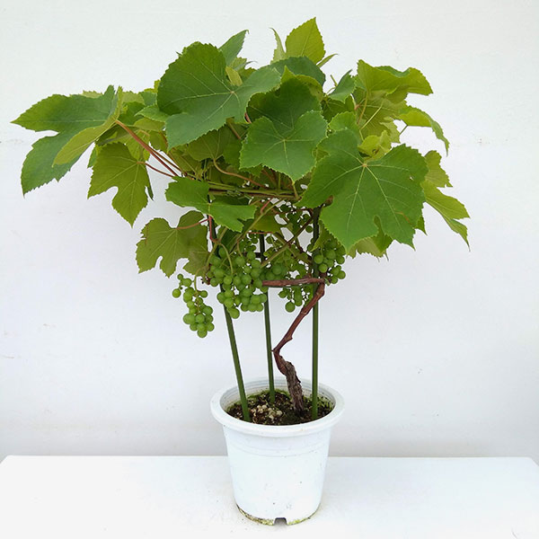 果樹の苗 ぶどう デラウエア 6号鉢植え 実付き Psicologosancora Es