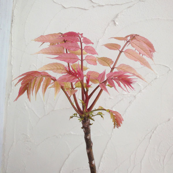 チャンチン苗（香椿芽） 楽天市場】【現品】チャンチン フラミンゴ (香椿) 苗木 6号 E936