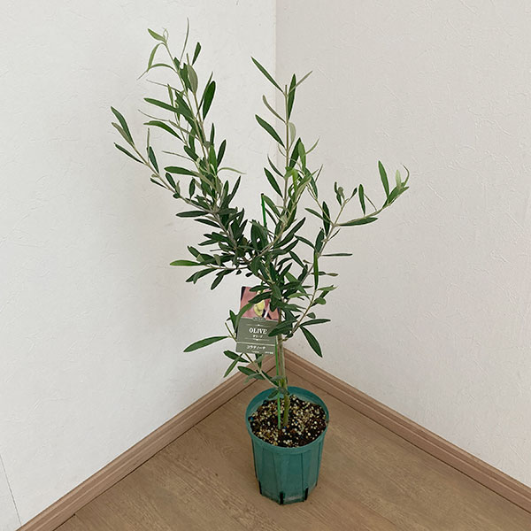 楽天市場】花木 庭木の苗/オリーブ：カヨンヌ 8号鉢植え