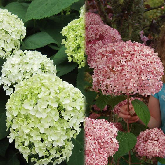 楽天市場 21年6月に開花おすすめのピンクアナベルはピンク色に咲くアナベル アジサイ 中苗 2１年6月に開花 アジサイ アナベルピンク花 限定販売 とても珍しい ピンクアナベル 園芸百貨店何でも揃うこぼんさい