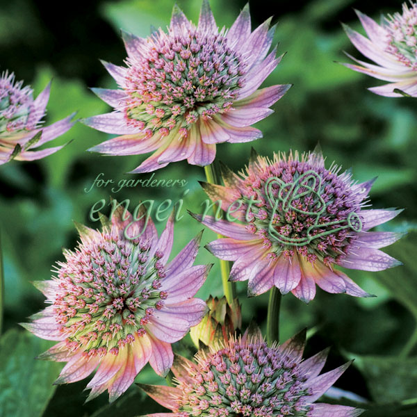 楽天市場】アストランティア 【ローマ】 3号ポット苗 : 苗木部