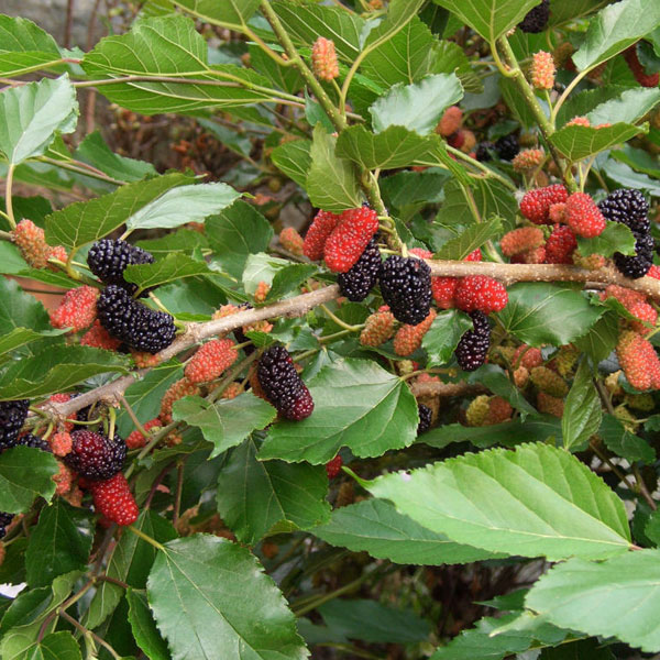スイートマルベリー　抜き苗　A スイートマルベリー 抜き苗 A