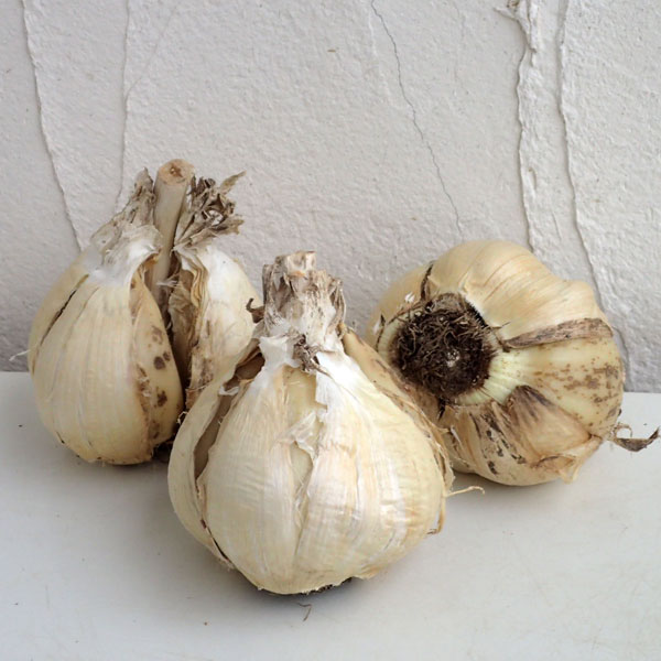 ギガンチューム特大球 規格28 トマト 球根 年8月下旬予約 アリウム 果樹 50球入り