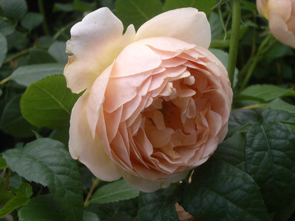 ロージズ バラの苗 22年9月中下旬予約 デビッド オースチン ロージズ クラウン プリンセス マルガリータ15lポット植え 園芸ネット予約店 ロゼット