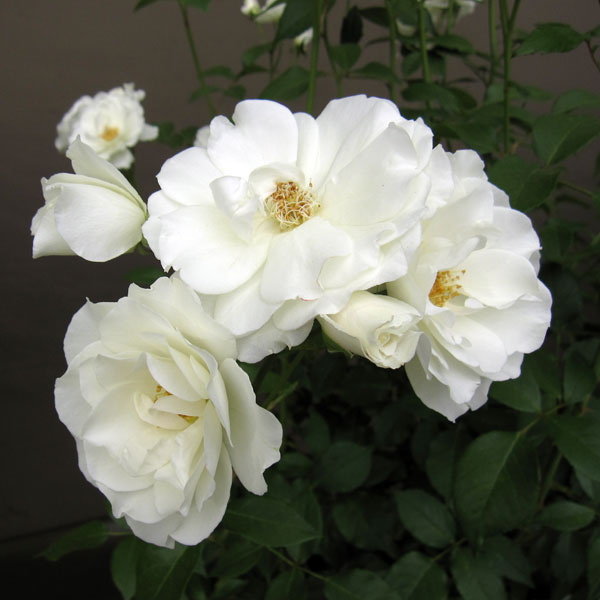 バラの苗 送料無料 21年11月中下旬予約 つるバラ アイスバーグ 6号長尺 Liceochiloe Cl バラの苗 送料無料 21年11月中下旬予約 つるバラ アイスバーグ 6号長尺 Liceochiloe Cl