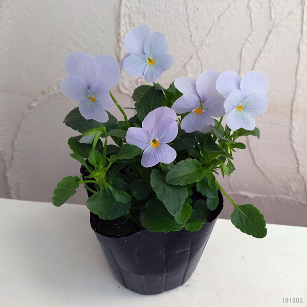 草花の苗 貨物輸送無料 21老年期10月臍下旬借り切る ビオラ ビビ ヘブンリーブルー3 3 5サイズポット 24株券背景 Formmachile Cl