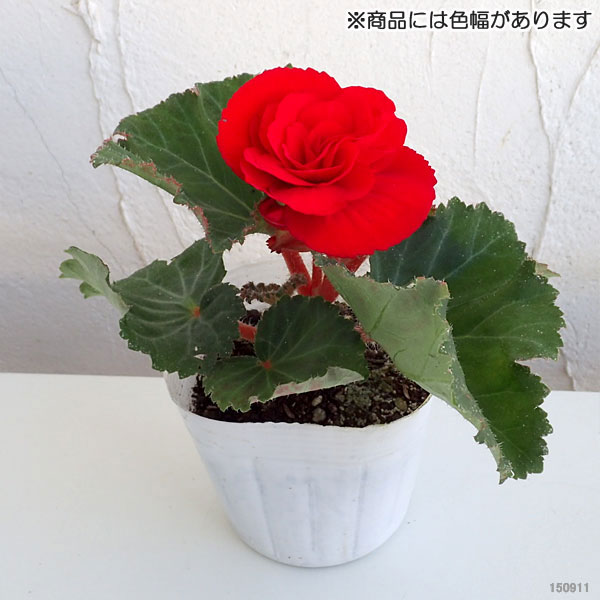 草花の苗 21年8月下旬予約 フォーチュンベゴニア スカーレット3 5号ポット12株セット Studio Max Fr