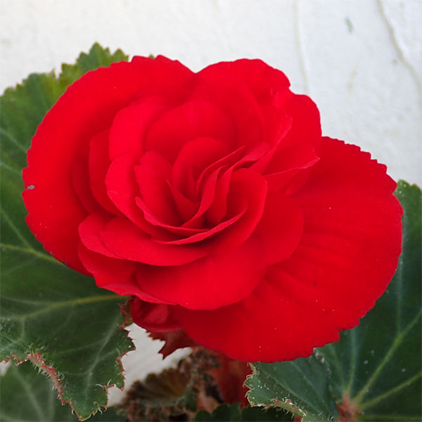 草花の苗 21年8月下旬予約 フォーチュンベゴニア スカーレット3 5号ポット12株セット Christine Coppin Com