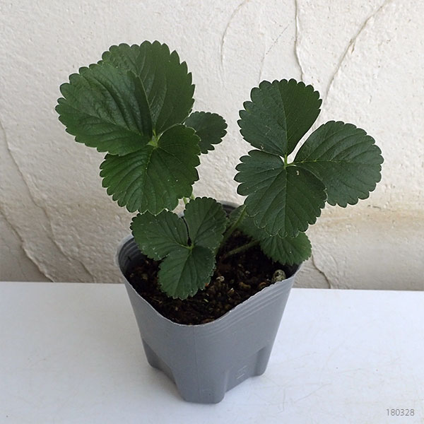 野菜の苗 22年9月中下旬予約 イチゴ らくなりイチゴ3号ポットr 51 Off イチゴ らくなりイチゴ3号ポットr