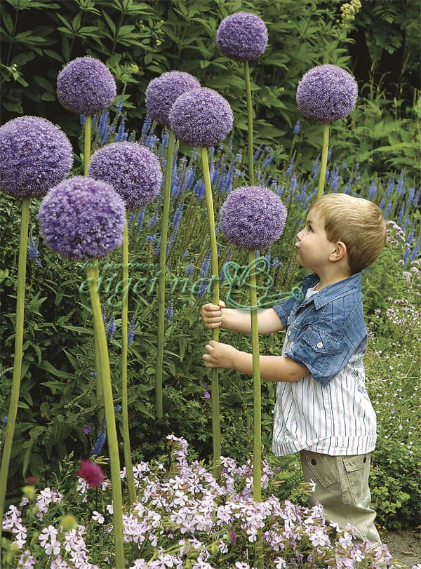 球根 21年9月中下旬予約 アリウム グラジエータ 10球 Umu Ac Ug