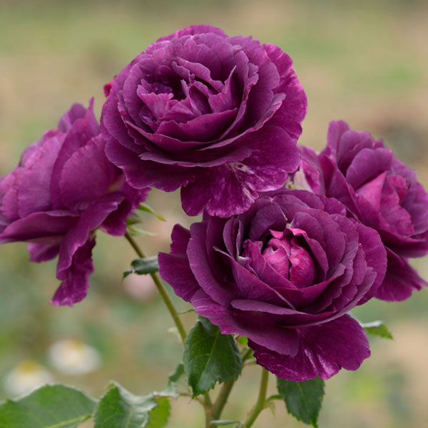 バラの苗 送料無料 21年令11お月様内辺下旬取りおく ドリュ ミステリューズ大苗頭領尺度7サイズ壁龕鉢植え Slavatours Com